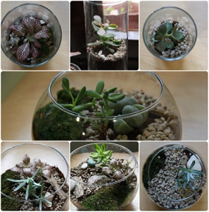 Terrarium