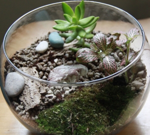  Terrarium