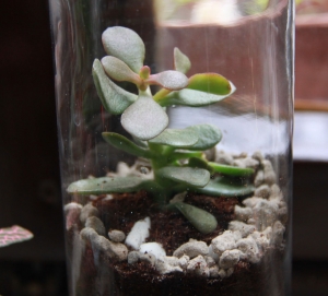  Terrarium