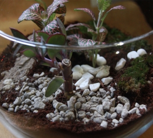 Terrarium