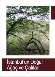  İstanbul’un Doğal Bitkileri